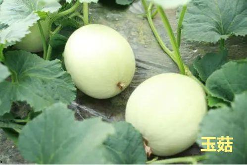 娱乐吃瓜酱玉,揭秘娱乐圈背后的故事与真相